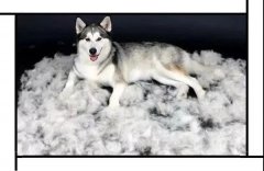 毛質(zhì)差、過度脫毛？華興重磅推出犬美毛處方糧